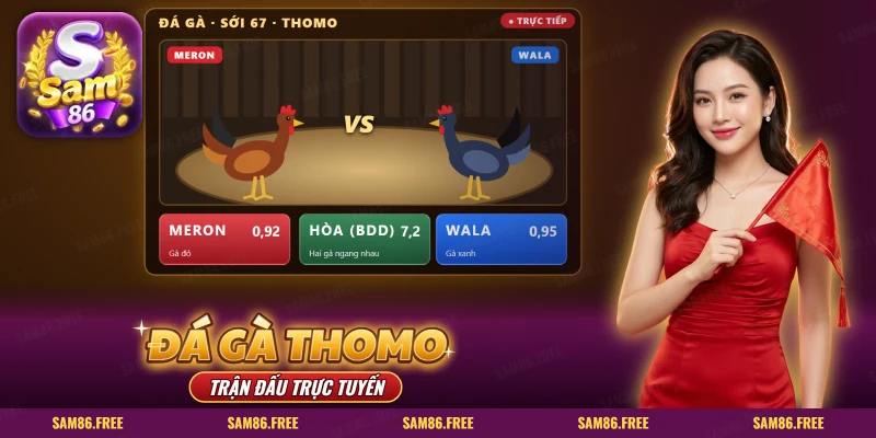 Đá gà Thomo SAM86 với khung trực tiếp hai gà, cửa Meron Wala và tỷ lệ