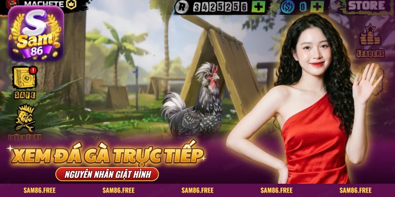 Xem đá gà trực tiếp SAM86 trên điện thoại, màn game sới gà ngoài trời